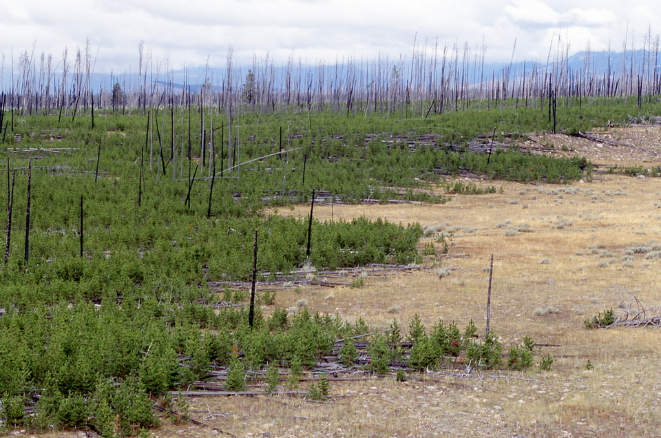 Po latach roślinność się odrodziła. Las sosnowy w Yellowstone, 1998 r.  fot. Wikipedia / domena publiczna