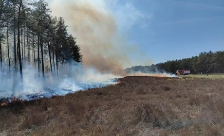 Kontrolowane wypalanie – chronimy wrzosowiska