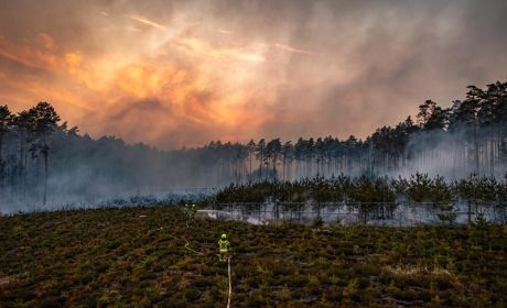 Las. Nad lasem widoczna jest łuna ognia. Z lasu wydobywa się dym. Strażacy gaszą pożar lasu.